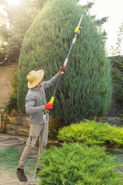 Trusted Edgewater, NJ Tree Removal and Landscaping Services Experts